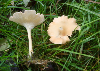 Kerbrandiger Trichterling (Infundibulicybe costata) - © Bernard Wieser